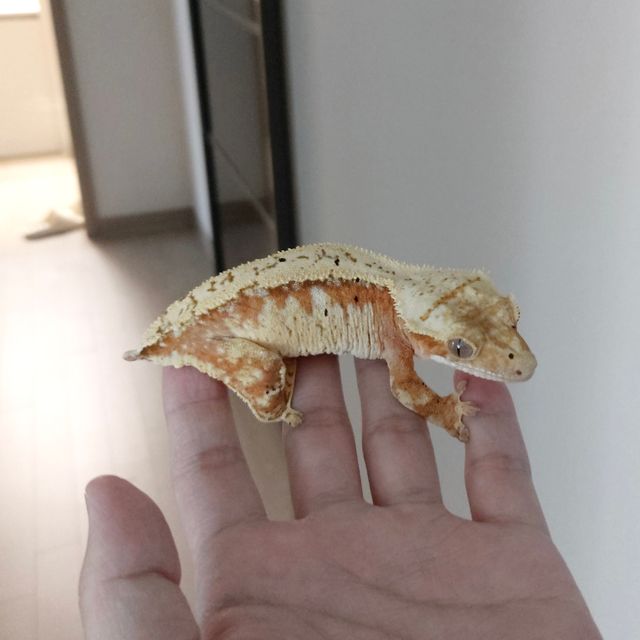 크림시클