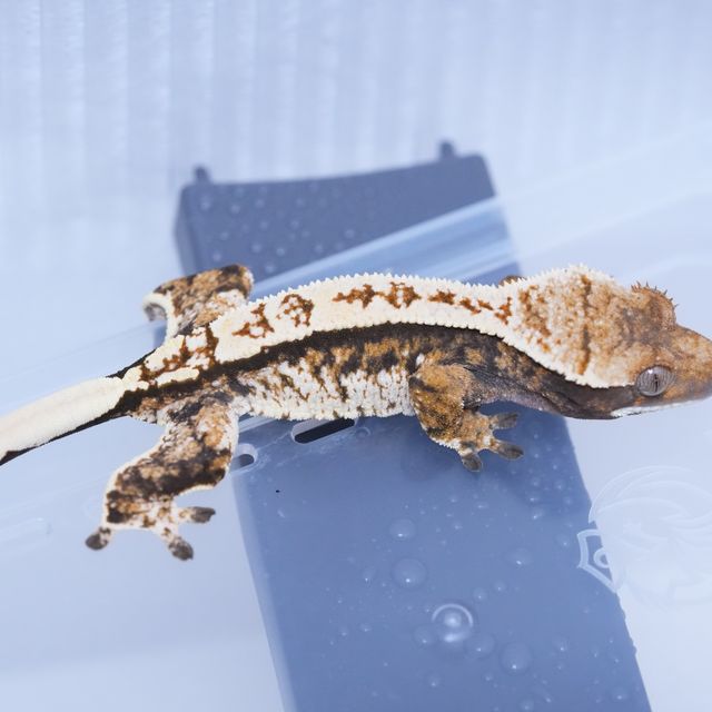 트라이