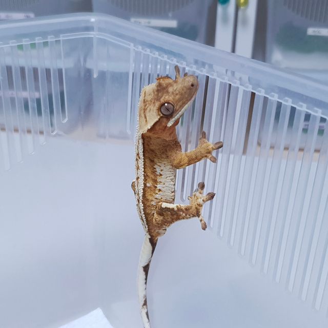 크림 트라이