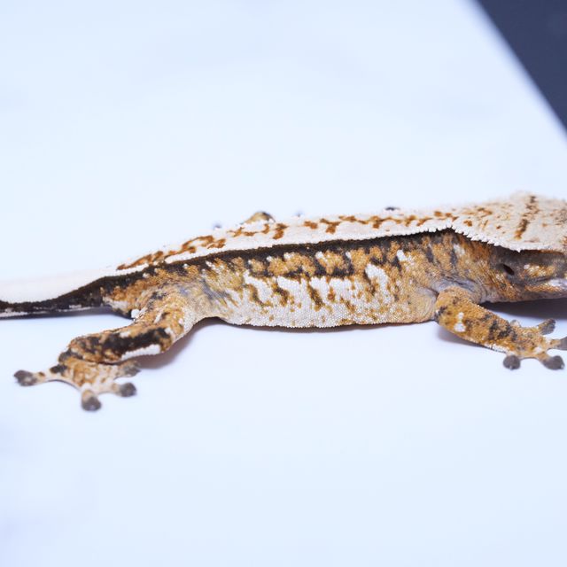 트라이