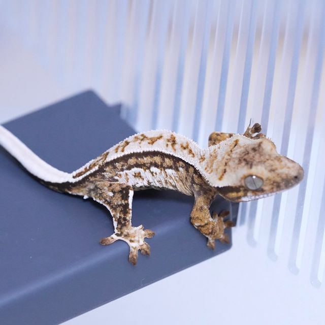 트라이