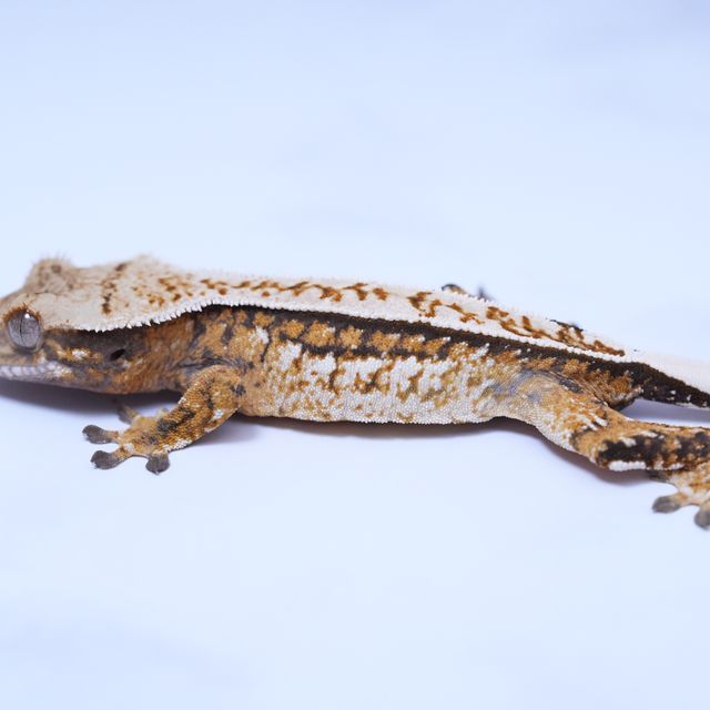 트라이