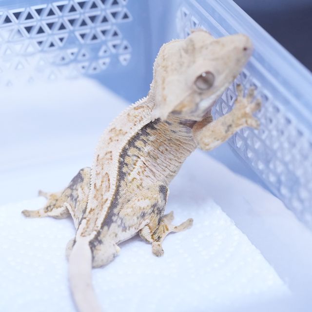 트라이