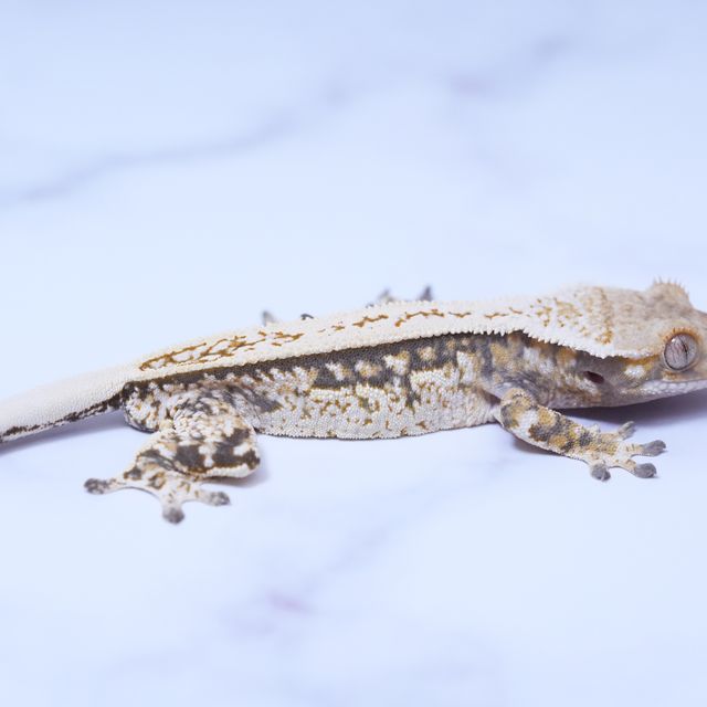 트라이