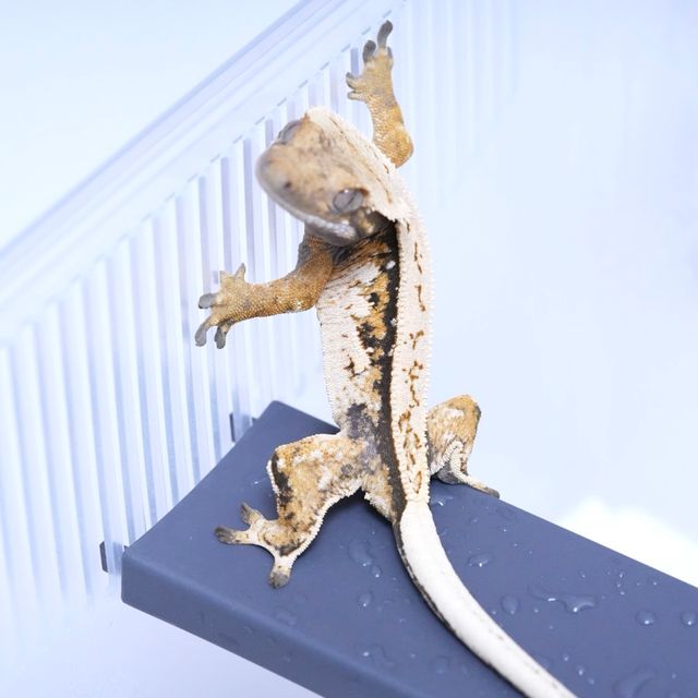 트라이
