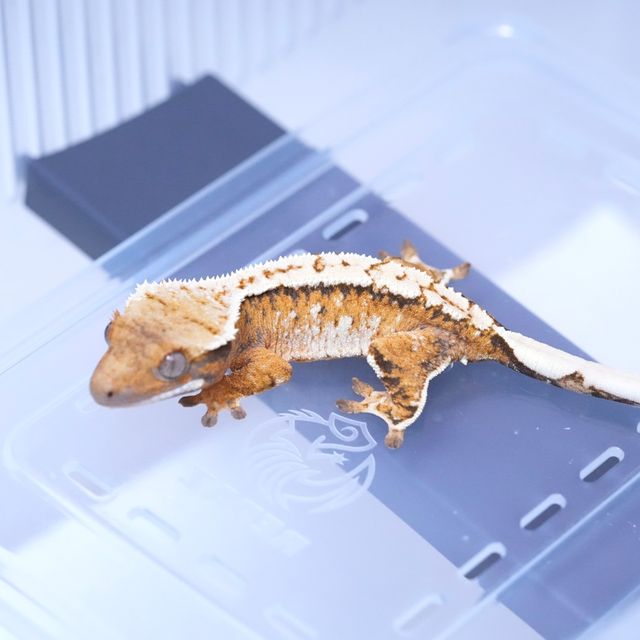트라이