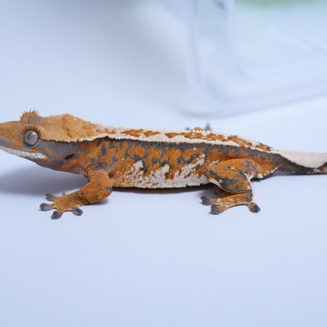 트라이