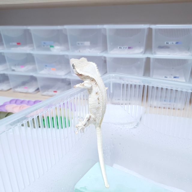 릴리화이트