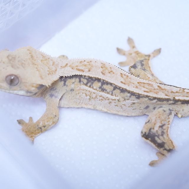 트라이