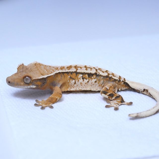 트라이