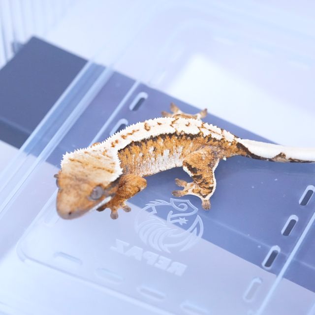 트라이