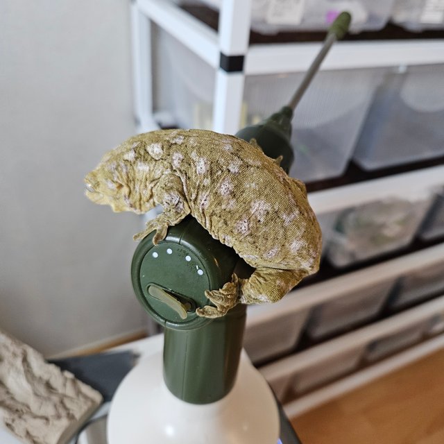 누아나