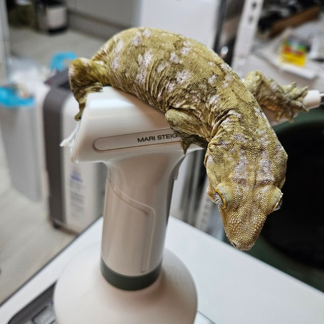 누아나