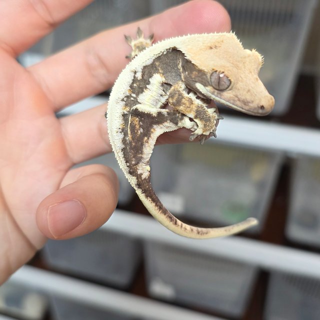 릴리화이트 솔리드백 트라이