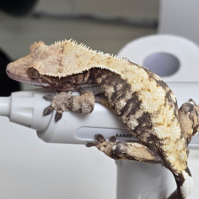 트라이 익스트림할리퀸