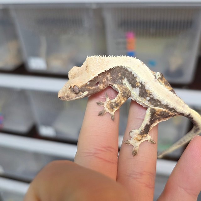 릴리화이트 솔리드백 트라이