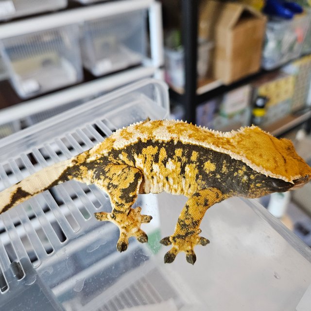 트라이 익스트림할리퀸