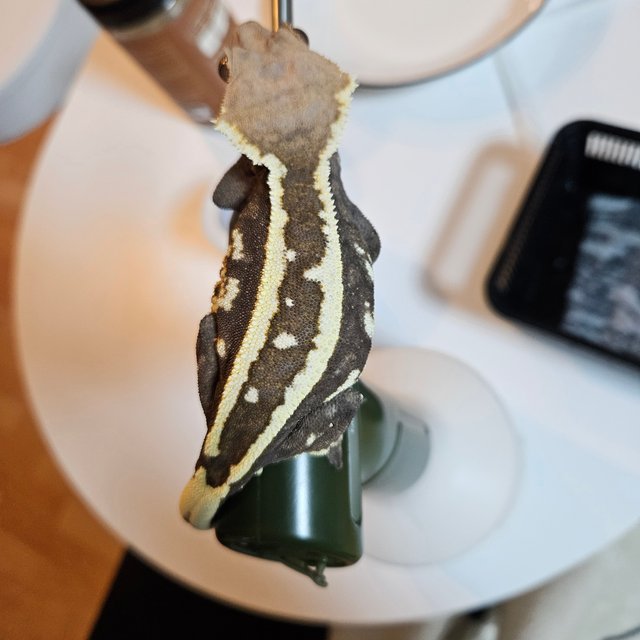카푸치노 화이트스팟 풀핀