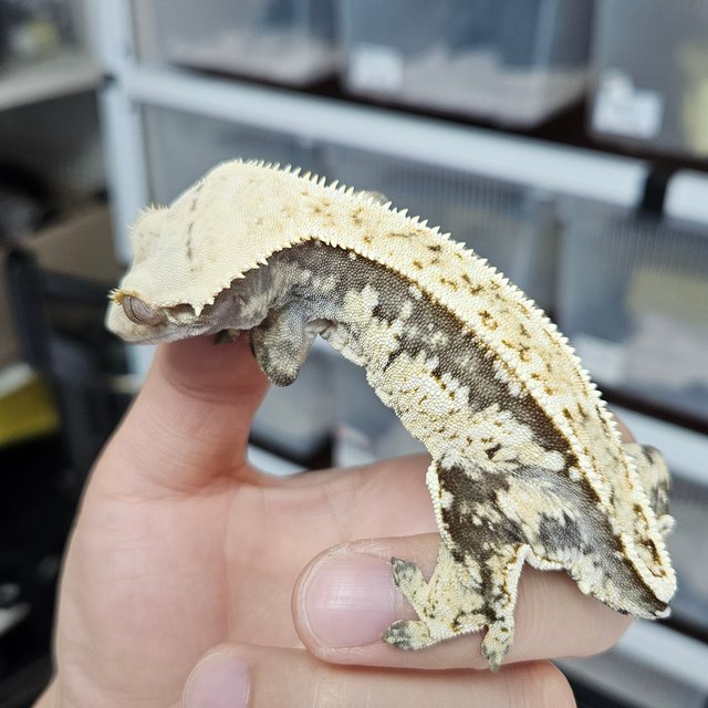 노멀 풀핀 쿼드