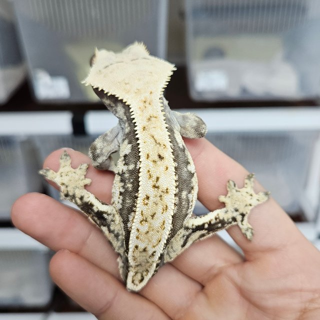 노멀 풀핀 쿼드