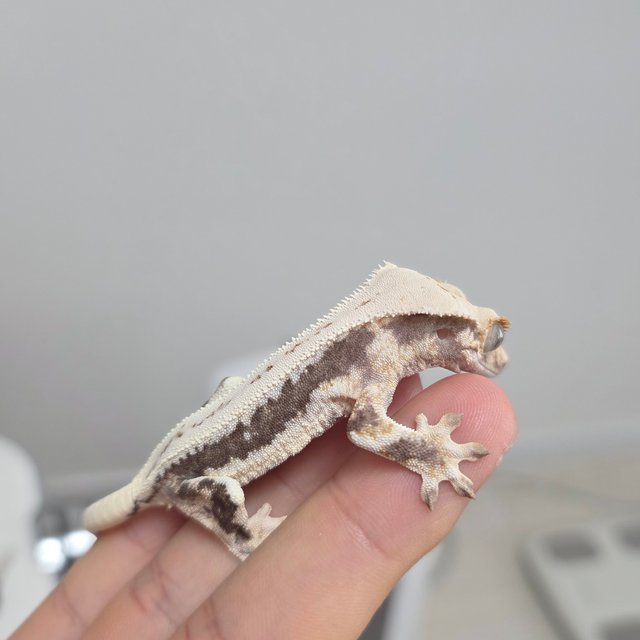 릴리화이트 화이트