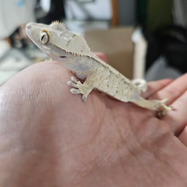 트라이 화이트 익스트림할리퀸