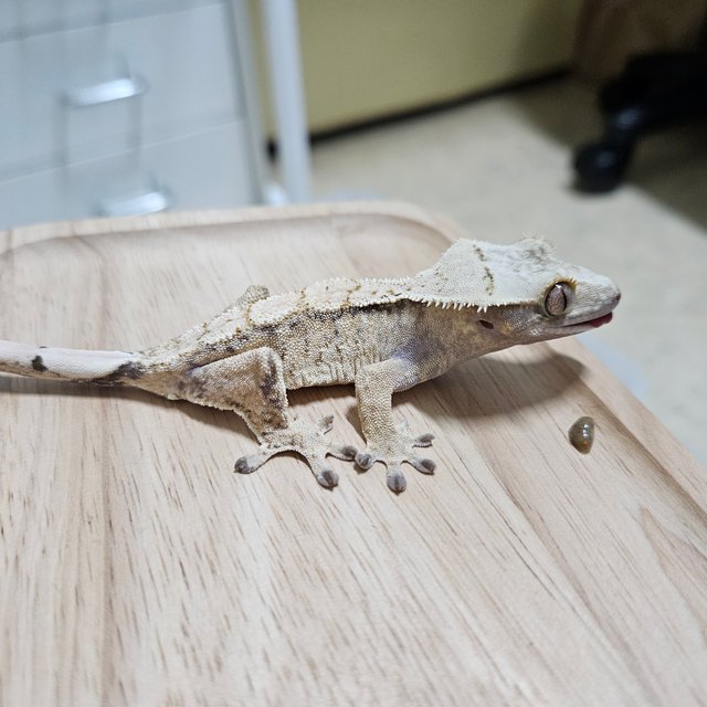 트라이 화이트 익스트림할리퀸