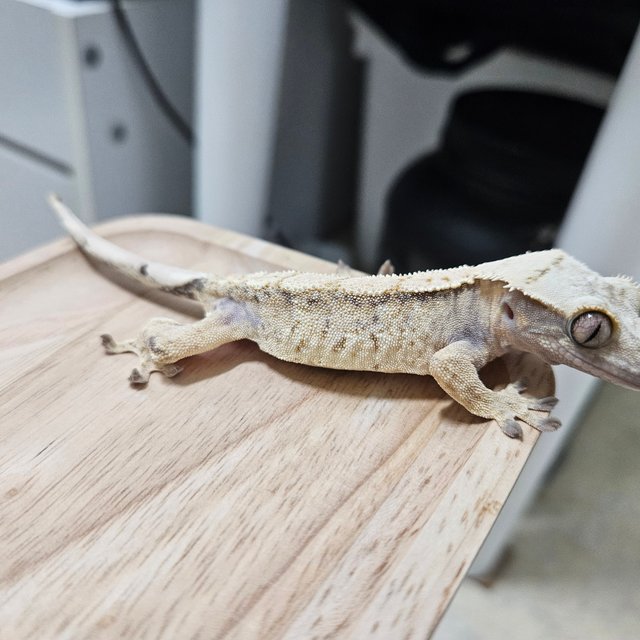 트라이 화이트 익스트림할리퀸