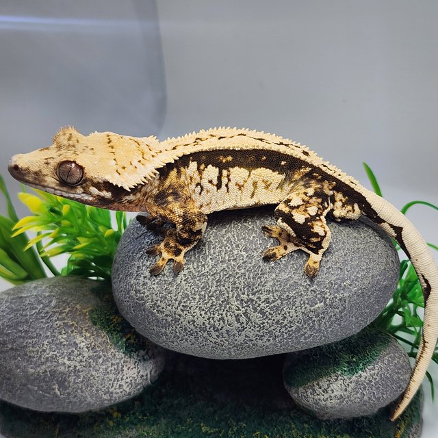 노멀 풀핀 쿼드