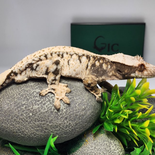 노멀 트라이 드리피 화이트스팟