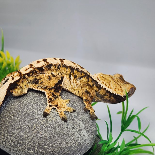 노멀 트라이 익스트림할리퀸