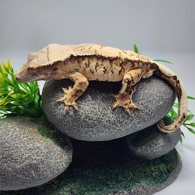 노멀 트라이 드리피