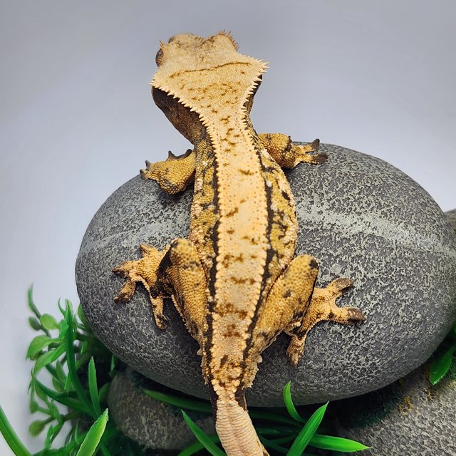 노멀 익스트림할리퀸 드리피 트라이