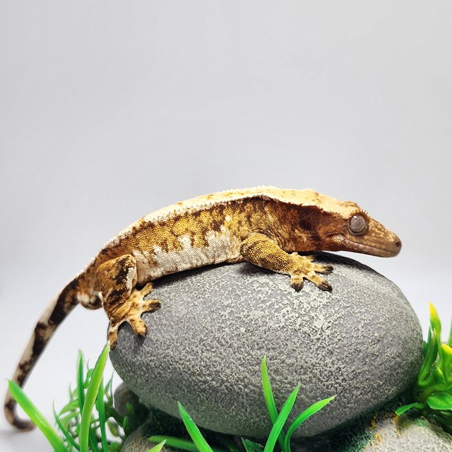 노멀 트라이 드리피 텐저린