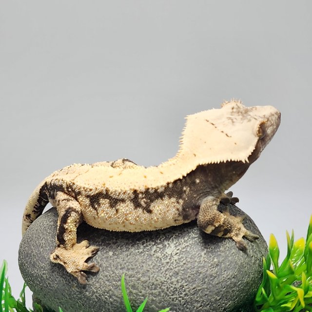 노멀 드리피 트라이