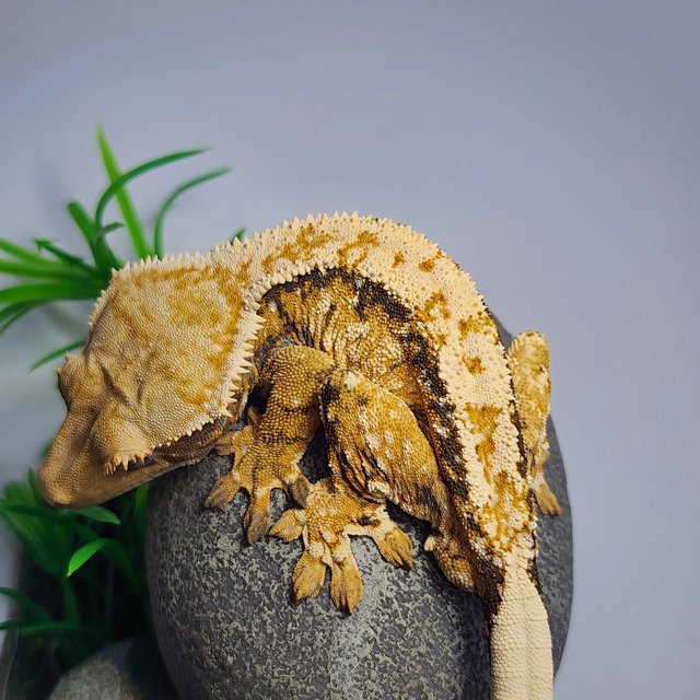 노멀 익스트림할리퀸 드리피 화이트스팟