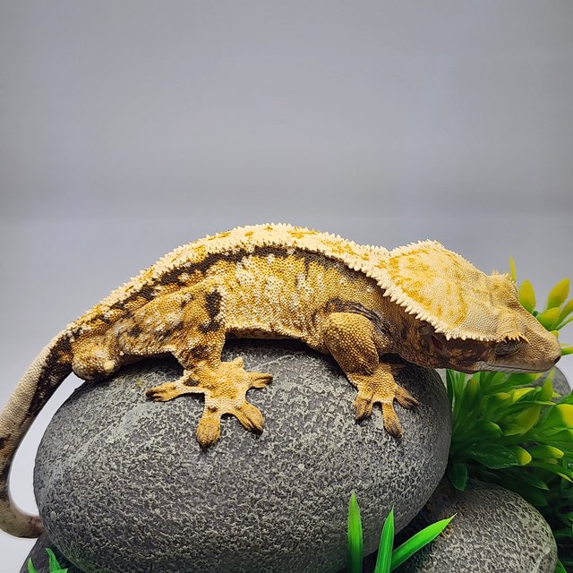 노멀 익스트림할리퀸 드리피 화이트스팟