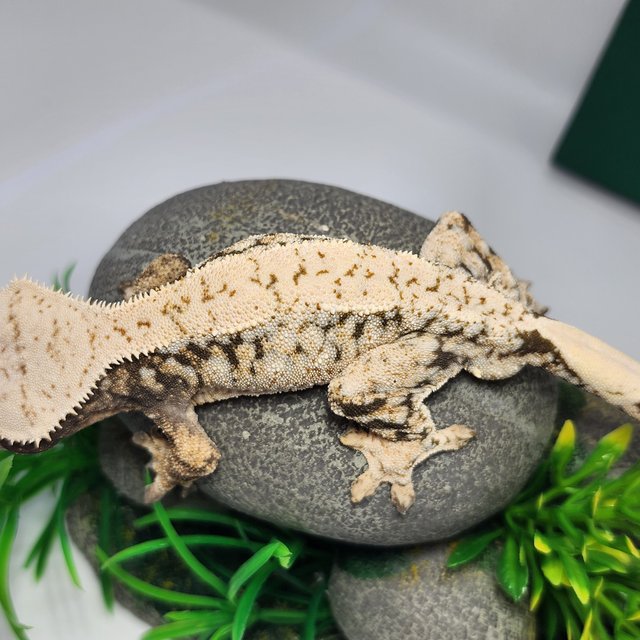 노멀 트라이 드리피 화이트스팟