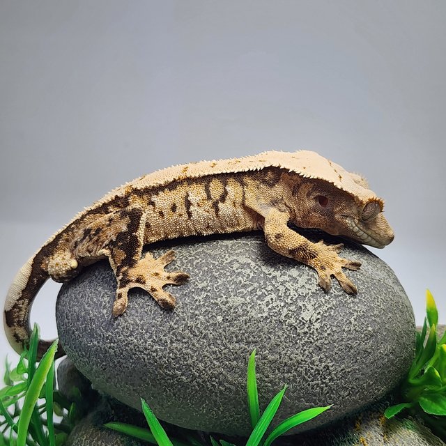 노멀 트라이 드리피