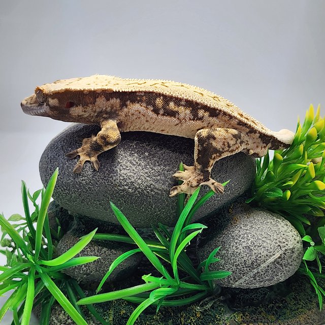 노멀 드리피 풀핀 쿼드