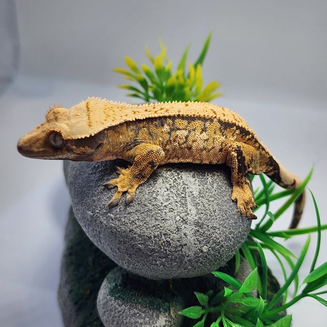 노멀 익스트림할리퀸 드리피 트라이