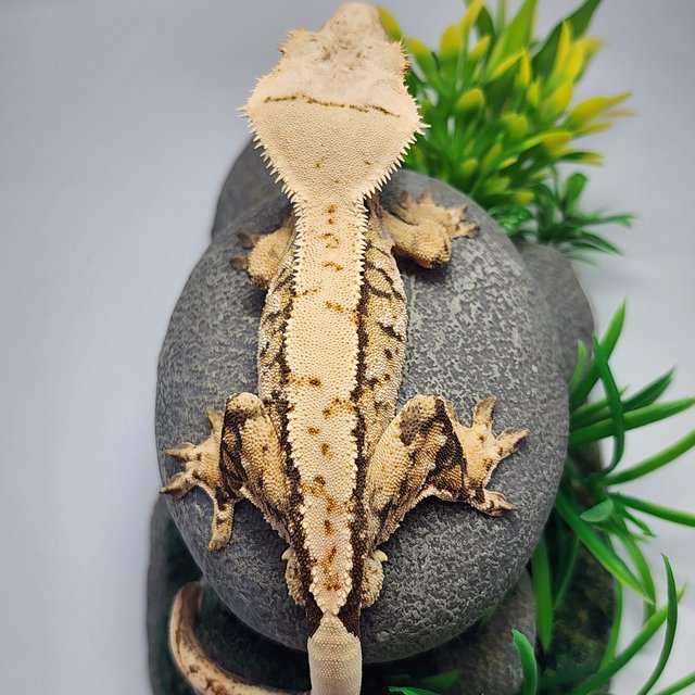 노멀 트라이 드리피