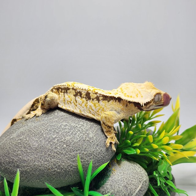 노멀 트라이 드리피 익스트림할리퀸