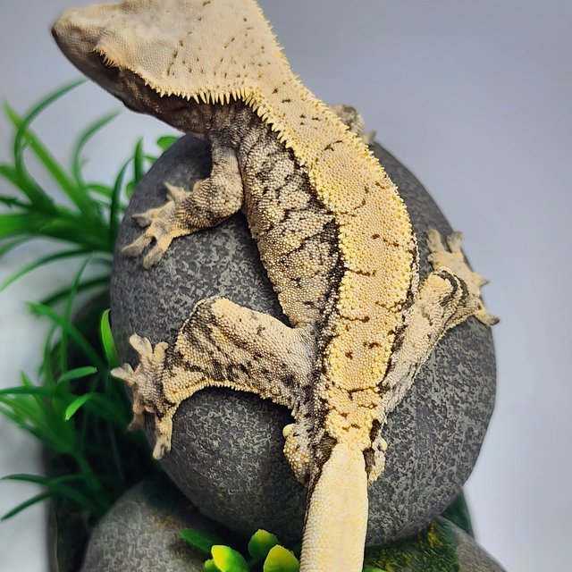 노멀 트라이 익스트림할리퀸 드리피