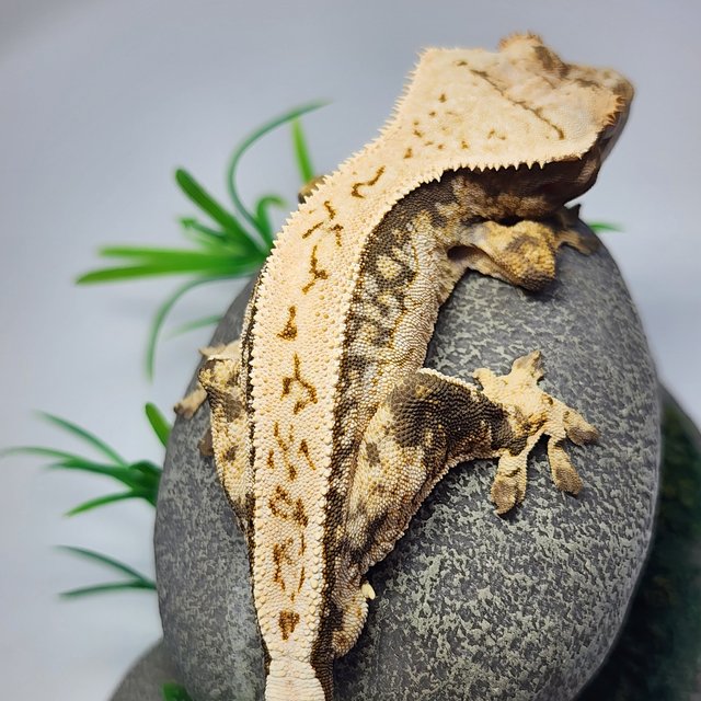 노멀 드리피 풀핀 쿼드