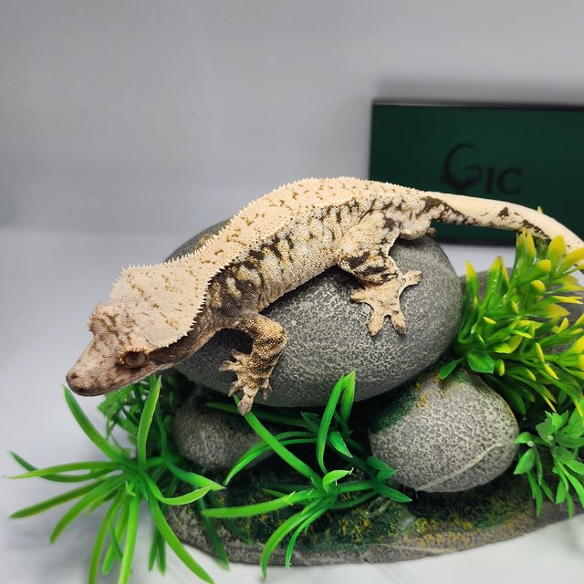 노멀 트라이 드리피 화이트스팟