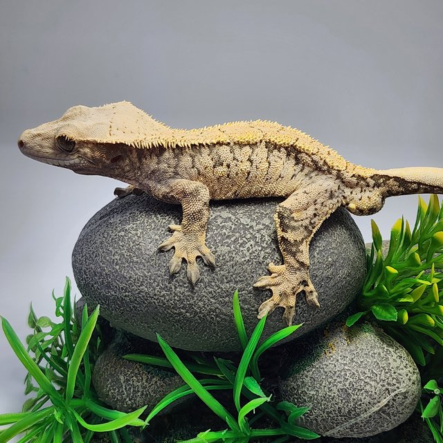 노멀 트라이 익스트림할리퀸 드리피