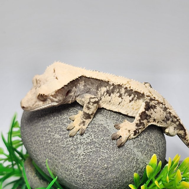 노멀 드리피 트라이