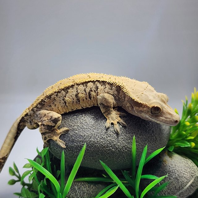 노멀 트라이 익스트림할리퀸 드리피