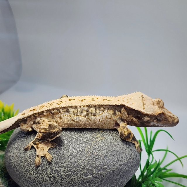 노멀 드리피 풀핀 쿼드